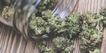 4 Major Side Effects Of Marijuana You Should Know About