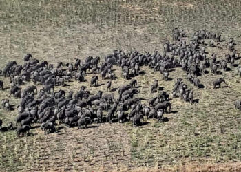 Climate Crisis Forces Elephants Into Cross-Border Migration In Southern Africa