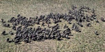 Climate Crisis Forces Elephants Into Cross-Border Migration In Southern Africa