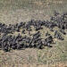 Climate Crisis Forces Elephants Into Cross-Border Migration In Southern Africa