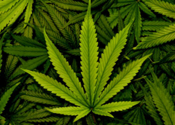 Nigeria Kicks As UN Classifies Cannabis Non-dangerous Drug