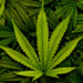 Nigeria Kicks As UN Classifies Cannabis Non-dangerous Drug