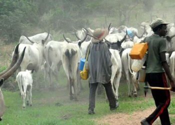 Of hate and Viral Videos The Ebonyi Fulani Eviction That Didnt Happen