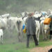 Of hate and Viral Videos The Ebonyi Fulani Eviction That Didnt Happen