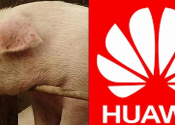 Huawei Turns To Pig Farming As Smartphone Sales Drop