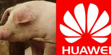 Huawei Turns To Pig Farming As Smartphone Sales Drop