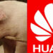 Huawei Turns To Pig Farming As Smartphone Sales Drop
