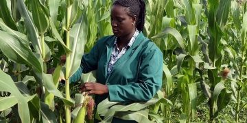 2021 Rainy Season: Do Not Rush To Farm Yet, NiMet Cautions Farmers