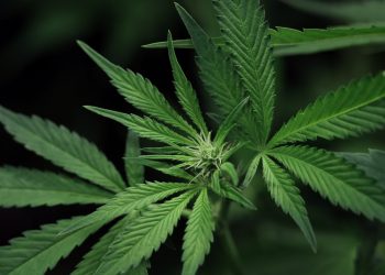 New York Becomes 15th State To Legalize Recreational Marijuana