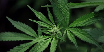 New York Becomes 15th State To Legalize Recreational Marijuana