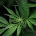 New York Becomes 15th State To Legalize Recreational Marijuana