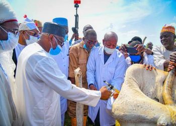 Adamawa Govt To Vaccinate Over 200,000 Animals Against Diseases 