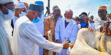 Adamawa Govt To Vaccinate Over 200,000 Animals Against Diseases