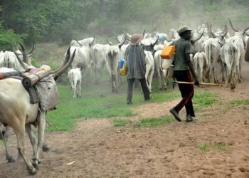 We’re Tired of Open Grazing – Miyetti Allah