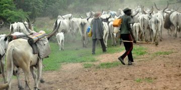 We’re Tired of Open Grazing – Miyetti Allah