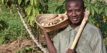 Over N550bn Disbursed To Farmers Under The Anchor Borrowers Programme- CBN
