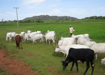 South East Govs Ban Open Grazing