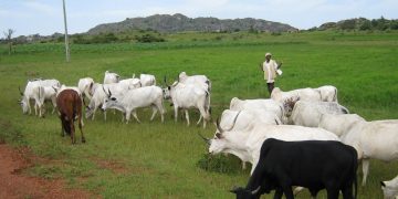 South East Govs Ban Open Grazing