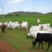 South East Govs Ban Open Grazing
