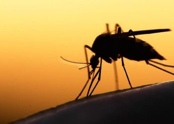 Good News For Nigeria, Others As Potential Malaria Vaccine Surpasses 75% Efficacy