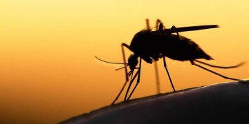 Good News For Nigeria, Others As Potential Malaria Vaccine Surpasses 75% Efficacy