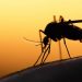Good News For Nigeria, Others As Potential Malaria Vaccine Surpasses 75% Efficacy