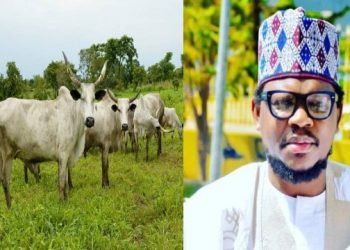 Cattle More Valuable Than Oil and Gas —Adamu Garba