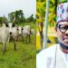 Cattle More Valuable Than Oil and Gas —Adamu Garba