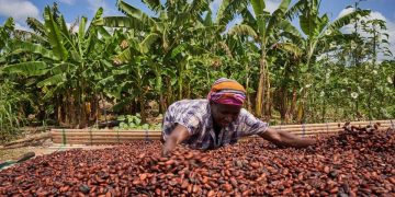 Why Ghana Is Not Getting Full Value Of Its Cocoa Beans – And How This Could Change