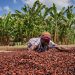 Why Ghana Is Not Getting Full Value Of Its Cocoa Beans – And How This Could Change