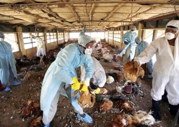 Bird flu: Bauchi Govt. Kills About 27,000 Birds to Curtail Spread