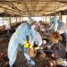 Bird flu: Bauchi Govt. Kills About 27,000 Birds to Curtail Spread