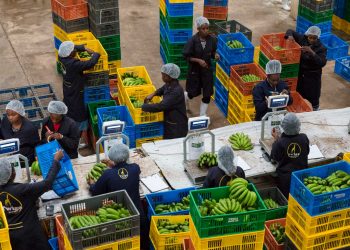 African Countries Pledge Over $17bn To Double Agricultural Productivity And Increase Food Security