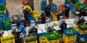 African Countries Pledge Over $17bn To Double Agricultural Productivity And Increase Food Security