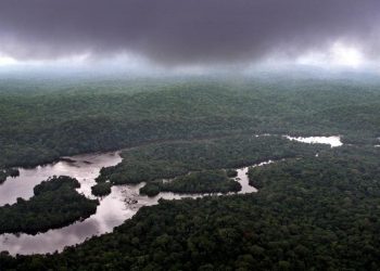 Gabon Receives Payment For Protecting its Rainforest