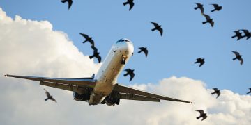 FAAN Acquires Hi-Tech Equipment To Tackle Bird Strikes