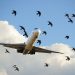 FAAN Acquires Hi-Tech Equipment To Tackle Bird Strikes
