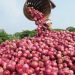 Onion Supply to Nigeria’s Southeast Suspended