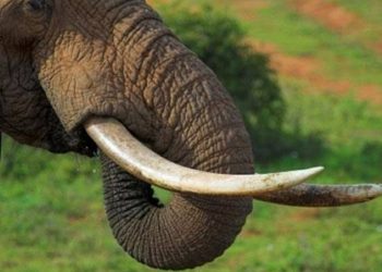 Southern African Leaders Float Idea of Reviving Ivory Trade