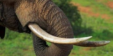 Southern African Leaders Float Idea of Reviving Ivory Trade