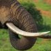 Southern African Leaders Float Idea of Reviving Ivory Trade