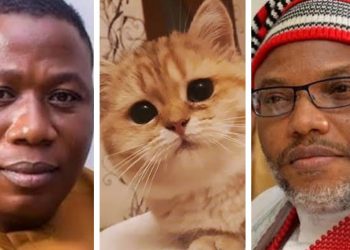 Are Cats Now Suspects of Separatists, Secessionists Agenda in Nigeria?