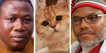Are Cats Now Suspects of Separatists, Secessionists Agenda in Nigeria?