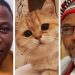Are Cats Now Suspects of Separatists, Secessionists Agenda in Nigeria?