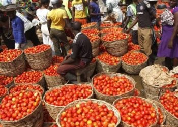 Dangote Can’t Buy Enough Tomatoes Despite Billions of Dollar Wealth