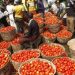 Dangote Can’t Buy Enough Tomatoes Despite Billions of Dollar Wealth