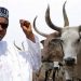 Nigeria’s President Approves N6.52bn For Ranching In His Home State, Katsina