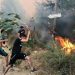 22 Suspects Behind Algeria Wildfire Arrested
