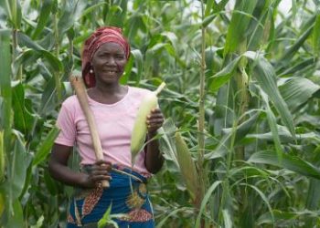 CBN Disburses N791bn To Over 3milion Farmers