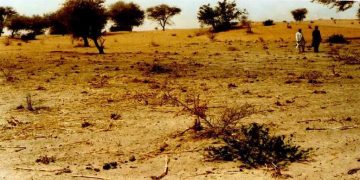 UN, Yobe Distribute 3m Tree Seedlings To Fight Desertification